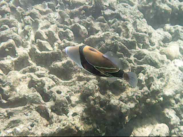 Day 18 snorkeling-  uhumunukunukuapua'a